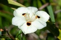 African iris (dietes bicolor) flower