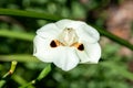 African iris (dietes bicolor) flower Royalty Free Stock Photo