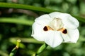African iris (dietes bicolor) flower