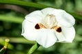 African iris (dietes bicolor) flower Royalty Free Stock Photo