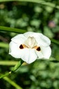 African iris (dietes bicolor) flower Royalty Free Stock Photo
