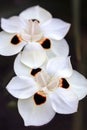 African Iris Dietes Bicolor flower Royalty Free Stock Photo