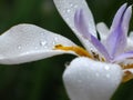 African Iris, Dietes grandiflora Royalty Free Stock Photo