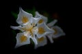 African Iris, Dietes iridioides, on dark background, top view