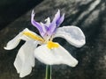 White african iris with gray background. Royalty Free Stock Photo