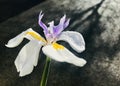 White african iris with grey background.