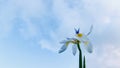 White african iris under blue sky background.