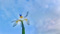 White african iris under culumus sky background.