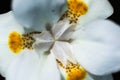 African Iris Fortnight Lily Royalty Free Stock Photo