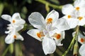 African iris, Fortnight lily or Morea iris, Dietes iridioides, on garden, Rio Royalty Free Stock Photo