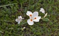 African iris, Fortnight lily or Morea iris, Dietes iridioides, on garden, Rio Royalty Free Stock Photo