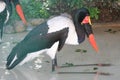 African jabiru cooling in the water