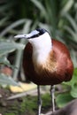 African jacana