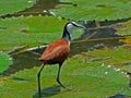 African Jacana 2 Royalty Free Stock Photo