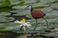 African jacana, Actophilornis africana, Royalty Free Stock Photo