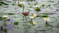 African jacana, Actophilornis africana Royalty Free Stock Photo