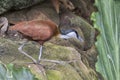 The African jacana Actophilornis africana