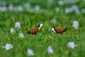 African jacana, Actophilornis africana, colorful african wader with long toes next to violet water hyacinth in shallow water of