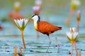 African jacana, Actophilornis africana, colorful african wader with long toes next to violet water lily in shallow water of season Royalty Free Stock Photo