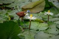 African jacana, Royalty Free Stock Photo