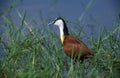 JACANA A POITRINE DOREE actophilornis africanus