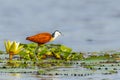 African jacana Actophilornis africanus adult walking on lily pads on the Nile, Murchison Falls National Park, Uganda. Royalty Free Stock Photo