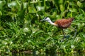 African Jacana - Actophilornis africanus Royalty Free Stock Photo