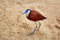 African Jacana Actophilornis Africanus Royalty Free Stock Photo