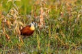 African Jacana - Actophilornis africanus Royalty Free Stock Photo