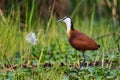 African Jacana - Actophilornis africanus