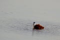 African Jacana (Actophilornis africanus)