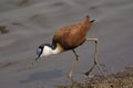 The African jacana, Actophilornis africanus at Kruger National Park