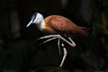African Jacana, Actophilornis africanus with large webbed foot Royalty Free Stock Photo