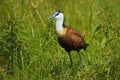 African Jacana, Actophilornis africanus, Lelie-loper