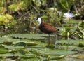 African Jacana, Actophilornis africanus, Lelie-loper