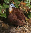 African Jacana, Actophilornis africanus relaxing