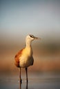 The African jacana Actophilornis africanus in the shallow lagoon