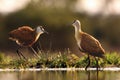 The African jacana Actophilornis africanus in the shallow lagoon. A pair of Jacana stand in shallow water