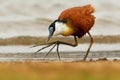 African Jacana - Actophilornis africanus  is a wader in the family Jacanidae, identifiable by long toes and long claws that enable Royalty Free Stock Photo