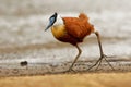 African Jacana - Actophilornis africanus  is a wader in the family Jacanidae, identifiable by long toes and long claws that enable Royalty Free Stock Photo
