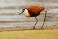 African Jacana - Actophilornis africanus  is a wader in the family Jacanidae, identifiable by long toes and long claws that enable Royalty Free Stock Photo