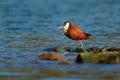 African Jacana - Actophilornis africanus is a wader in the family Jacanidae, identifiable by long toes and long claws that enable