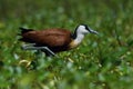 The African Jacana or Actophilornis africanus