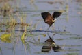 African Jacana (Actophilornis africanus) walking on lily leaves Royalty Free Stock Photo