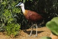 African jacana (Actophilornis africanus). Royalty Free Stock Photo