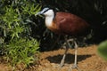 African jacana (Actophilornis africanus).