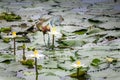 African jacana Royalty Free Stock Photo