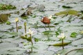 African jacana Royalty Free Stock Photo