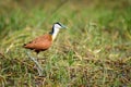 The African Jacana