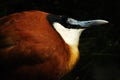 African jacana Royalty Free Stock Photo